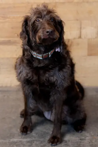 Photo of team member Bella